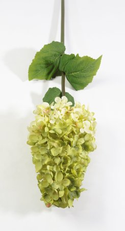 Гортензия метельчатая желтая