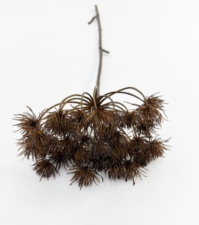 Борщевик коричневый