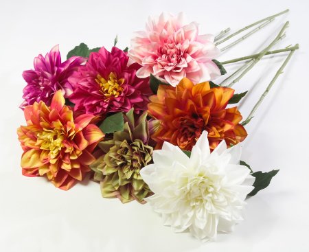 Соцветие георгина