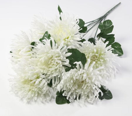 Астра "Кардинал" 7 цветков