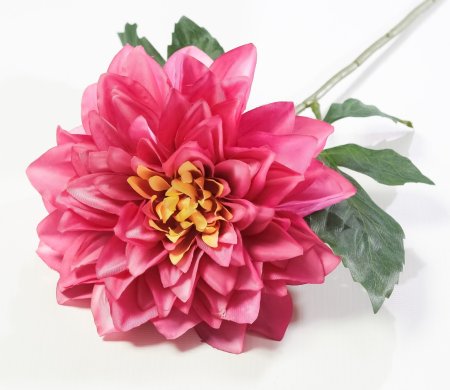 Соцветие георгина