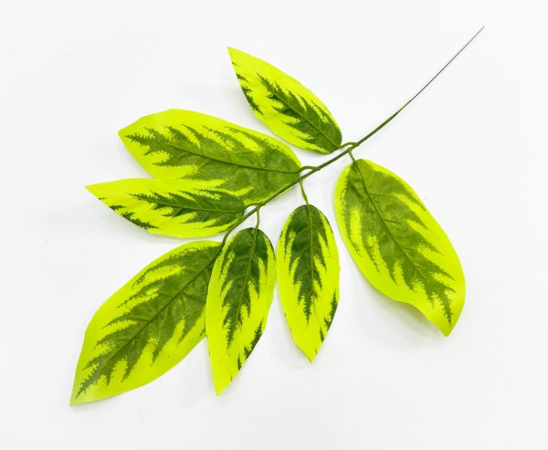 картинка Лист манго малый от магазина KALINA