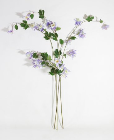 Аквилегия голубая