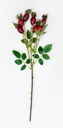 Шиповник Воронцовский красный