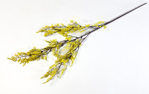 Аспарагус декоративный желтый