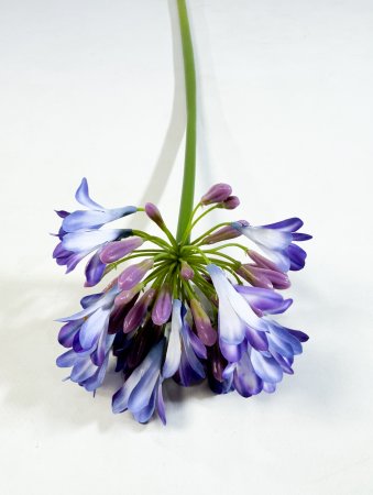 Агапантус синий