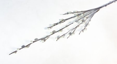 Верба Морозная