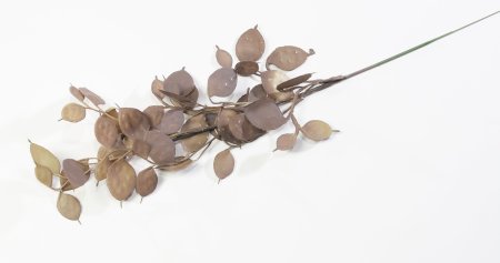 Ветка эвкалипта "Закат"