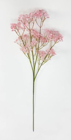 Гипсофила "Изящная" светло-розовая