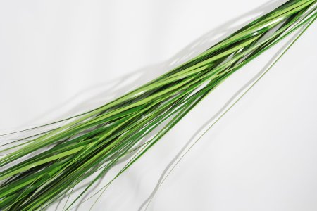 Мискантус 3