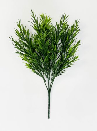 картинка Розмарин Садовый от магазина KALINA