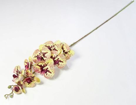 Ветка орхидеи 35 от магазина KALINA являющийся официальным дистрибьютором в России 