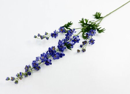 Дельфиниум фиолетовый