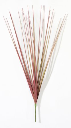 картинка Мискантус Грацилимус Поздняя осень от магазина KALINA