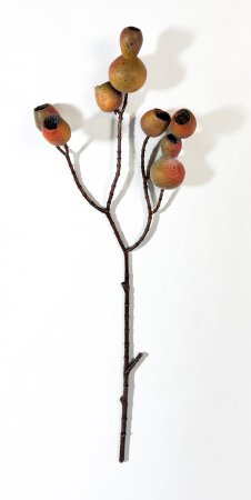 Плоды эвкалипта