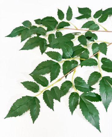 картинка Астильбе японская от магазина KALINA