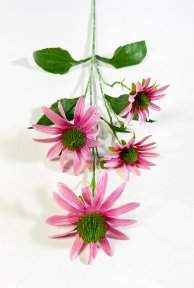 Эхинацея