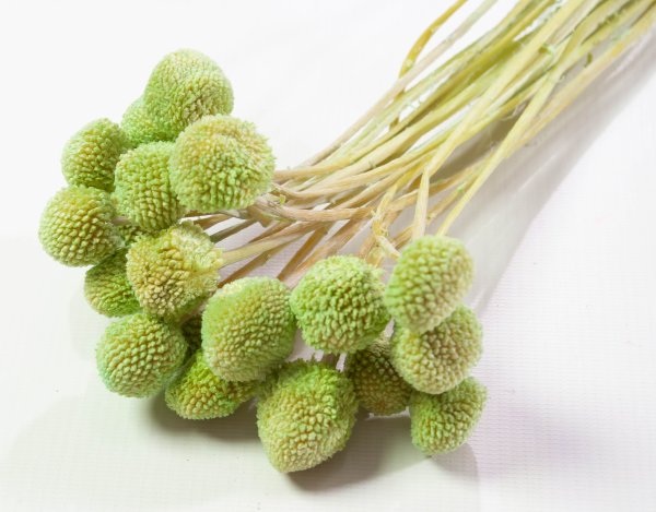 Краспедия 6