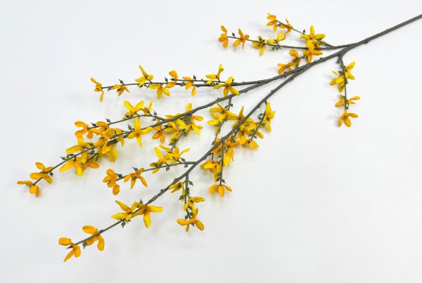 Форзиция ветка высокая