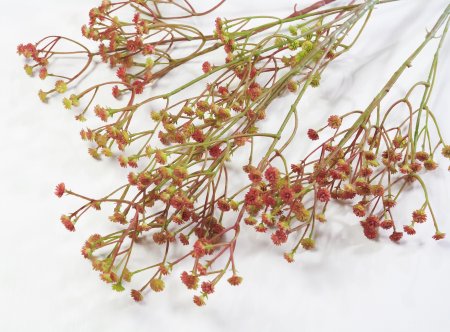 Ветка гипсофилы Осенняя