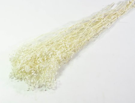 Гипсофила стабиллизированная 1