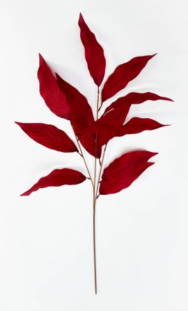 Аглаонема декоративная бордо