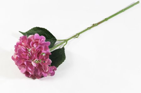 Гортензия "Бомбшел" малиновая