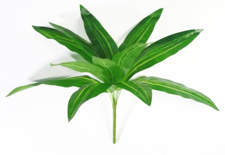 картинка Драцена "Фрагранс" от магазина KALINA