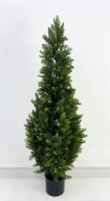 Туя Брабант 120 см