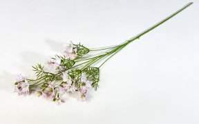 Нигелла розовая