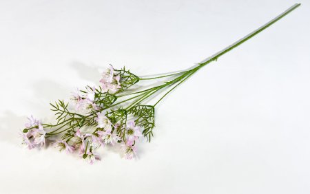 Нигелла розовая