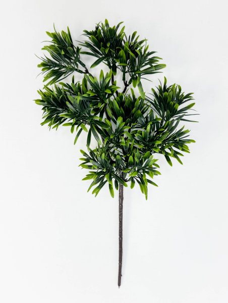 картинка Бонсай Подокарпус от магазина KALINA