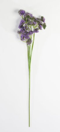 Ветка "Джуэл"