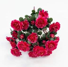 Азалия 24 цветка 12 бутонов