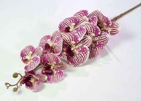 Ветка орхидеи 21