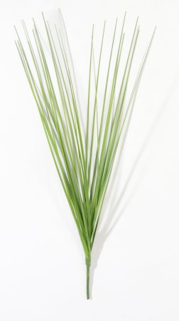 картинка Мискантус Грацилимус "Весна" от магазина KALINA