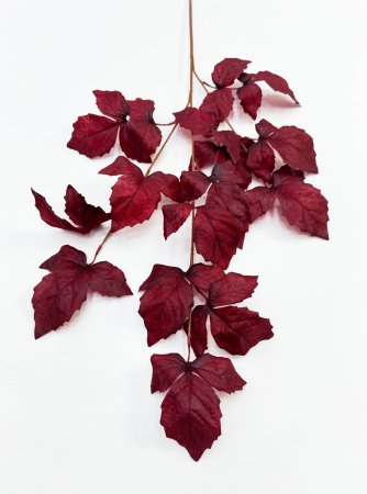 Ветка малины бордо