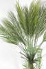Пальма Арека 130 см БЕЗ КАШПО
