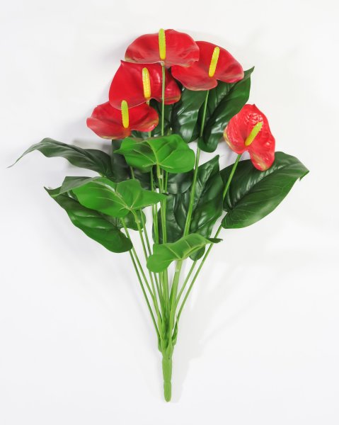 Антуриум "Красный" 5 цветков