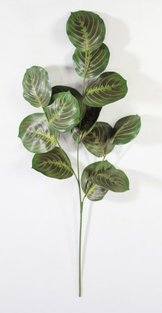 картинка Маранта трехцветная от магазина KALINA