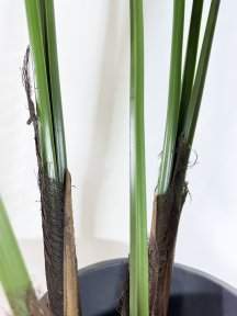 Пальма Дипсис 18 листов 190 см БЕЗ КАШПО