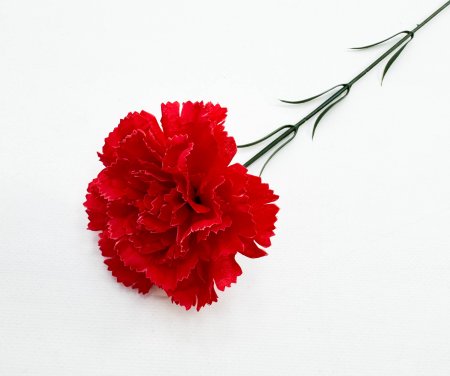 Гвоздика штучная крупная