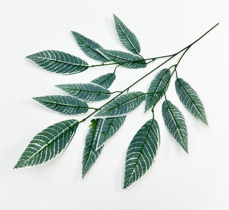 картинка Лист диффенбахии с белыми краями от магазина KALINA