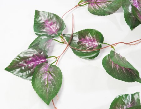 картинка Лиана колеуса от магазина KALINA