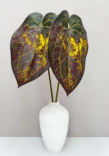 картинка Антуриум Хрустальный осенний  от магазина KALINA