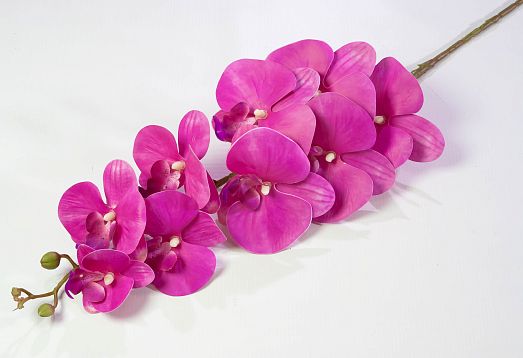Ветка орхидеи 23 от магазина KALINA являющийся официальным дистрибьютором в России 