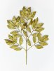 Ветка "Лавр" золото