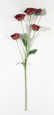 Ветка маков