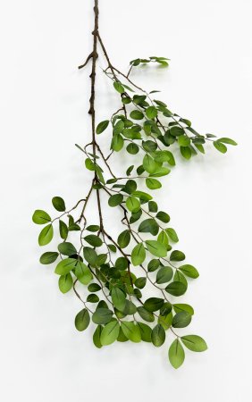 картинка Зизифус экзотический на высокой ноге от магазина KALINA