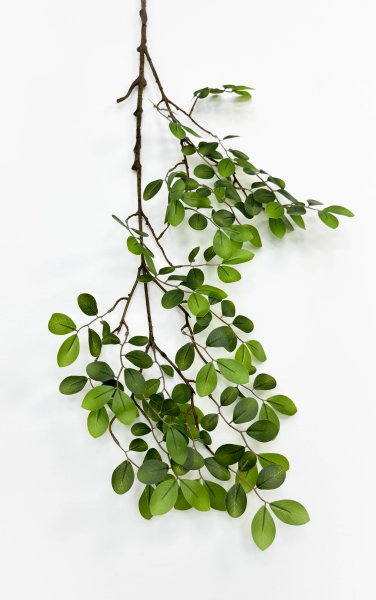 картинка Зизифус экзотический на высокой ноге от магазина KALINA